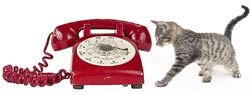photo: kitten looking at a telephone. Contact Penelope Jensen