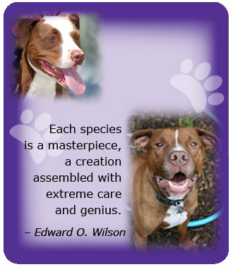 puppies and quotes. CLASSES WITH PENELOPE JENSEN Connect with your companion.